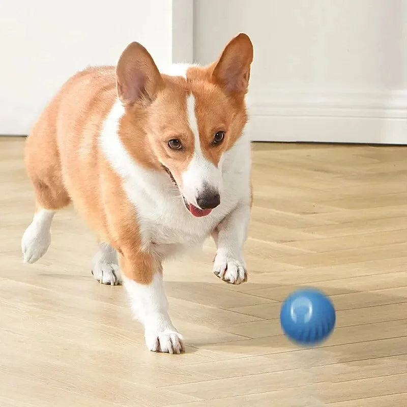 Pet Bounce Ball for Cats🐱 & Dogs🐶